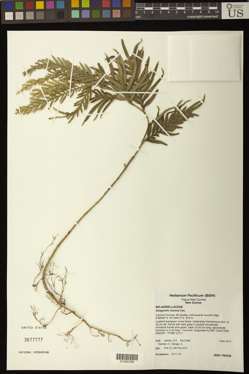 Selaginella velutina photo 4