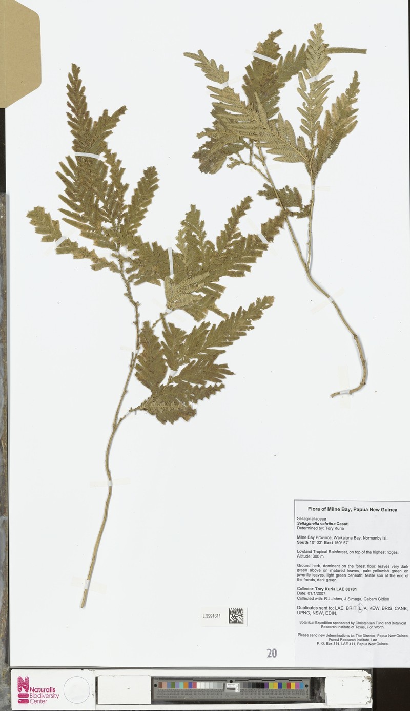 Selaginella velutina photo 5