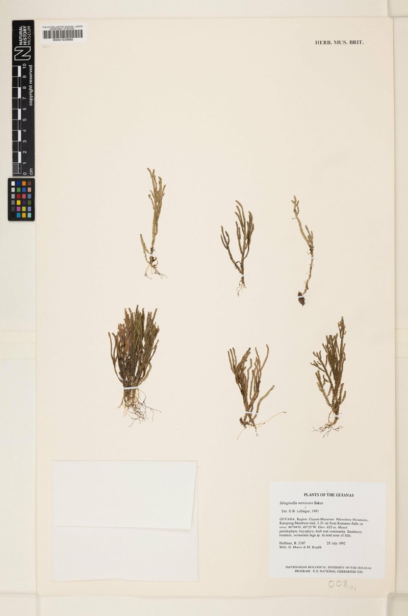 Selaginella vernicosa