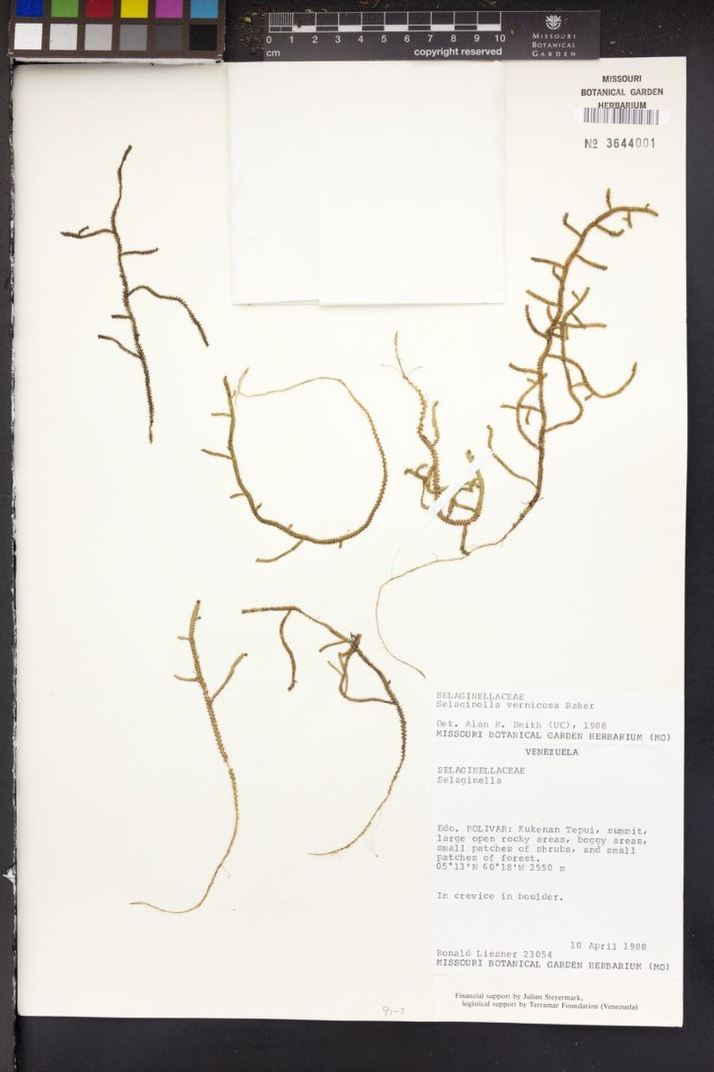 Selaginella vernicosa photo 3