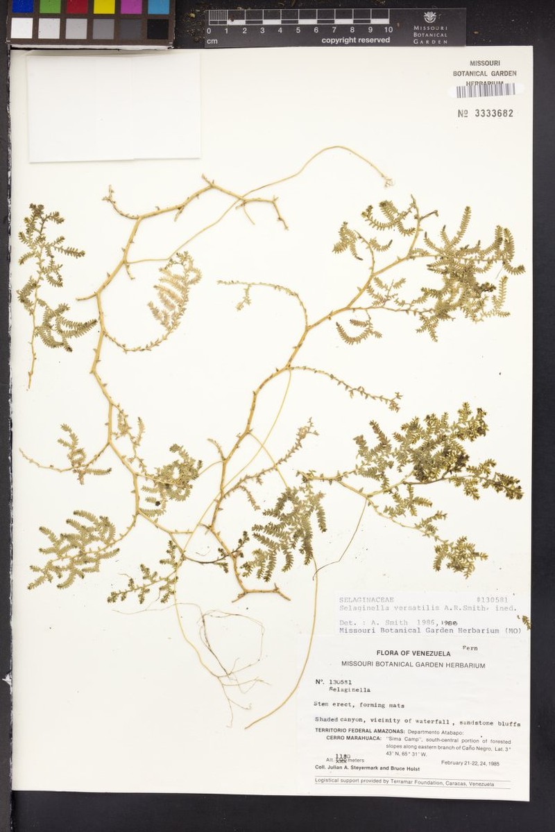Selaginella versatilis photo 2