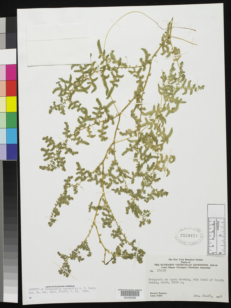 Selaginella versatilis