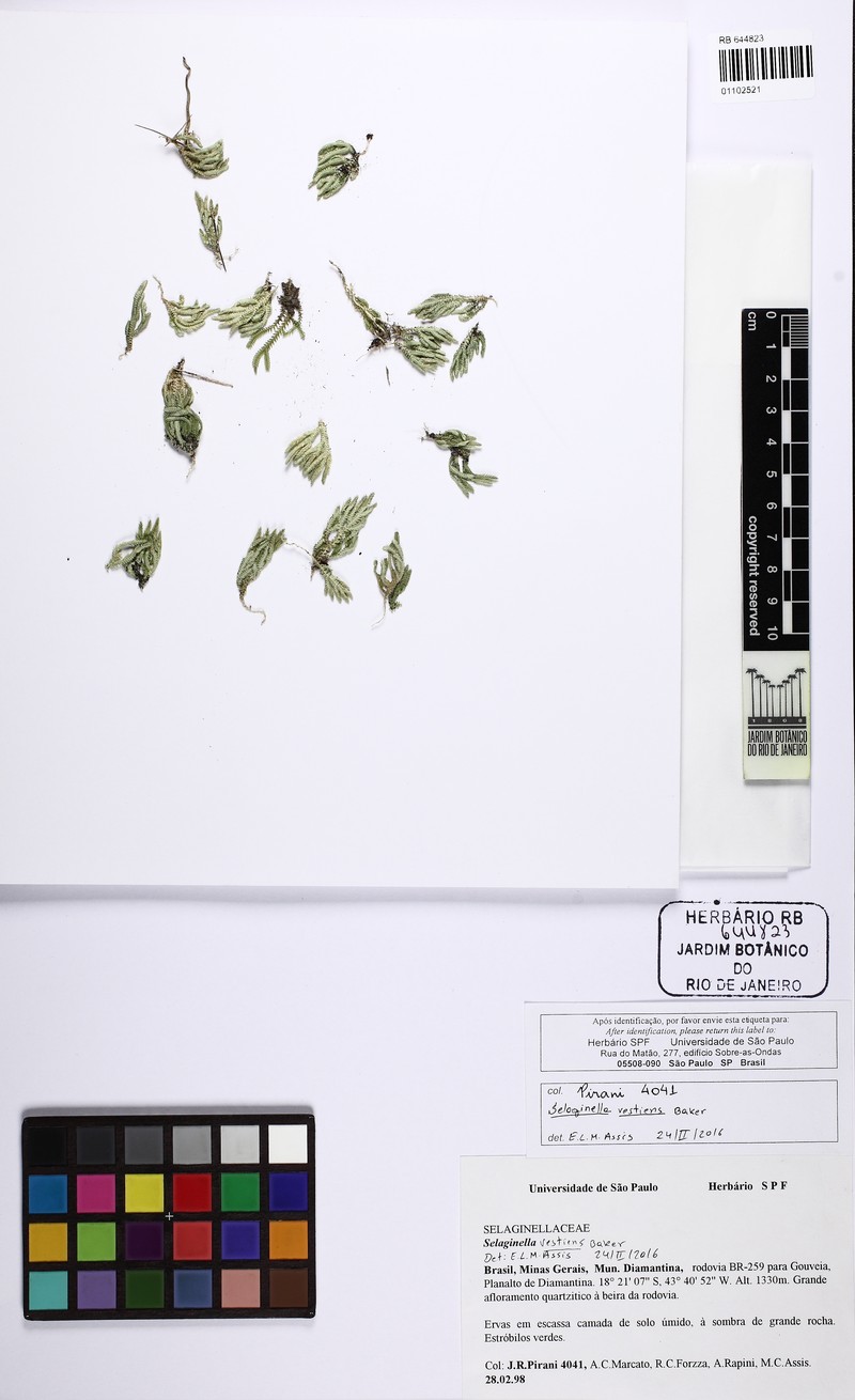 Selaginella vestiens