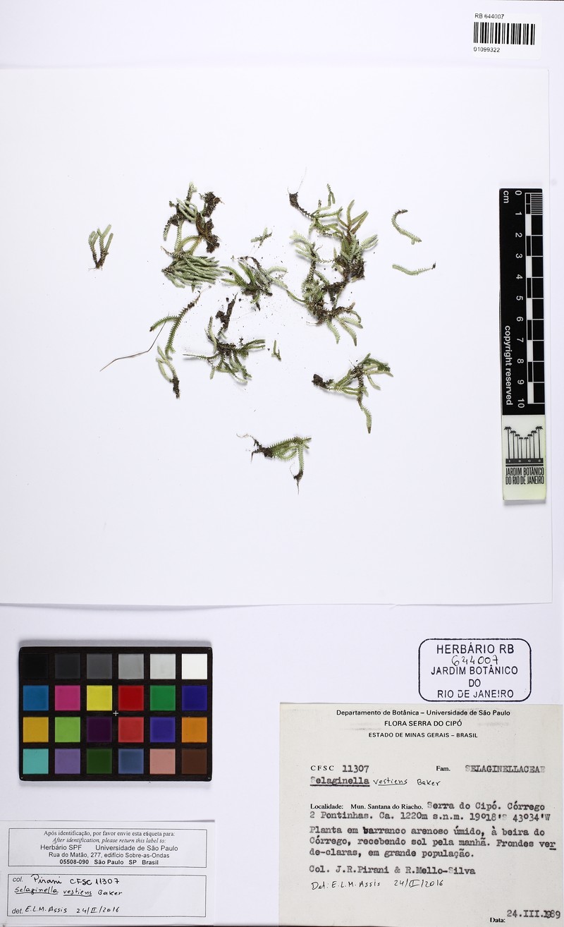 Selaginella vestiens photo 2