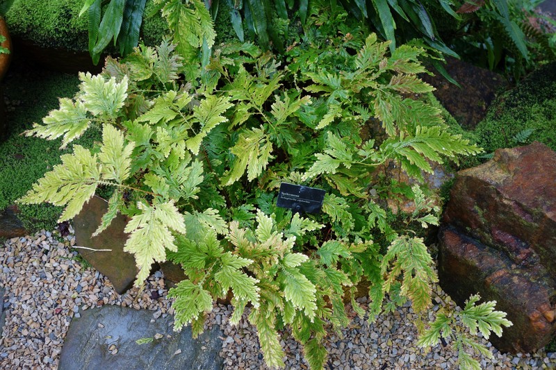 Selaginella victoriae