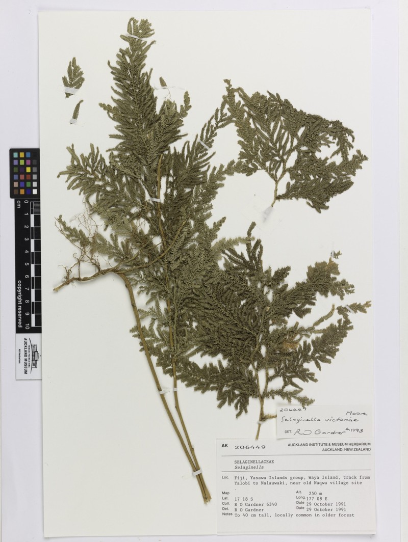 Selaginella victoriae photo 2