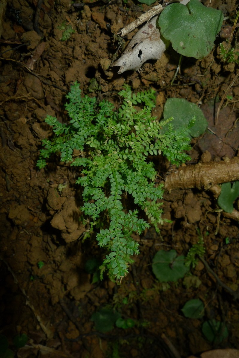 Selaginella vieillardii