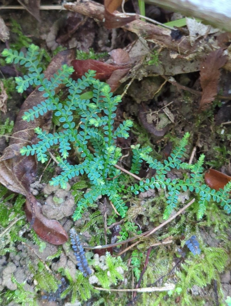 Selaginella vieillardii photo 2