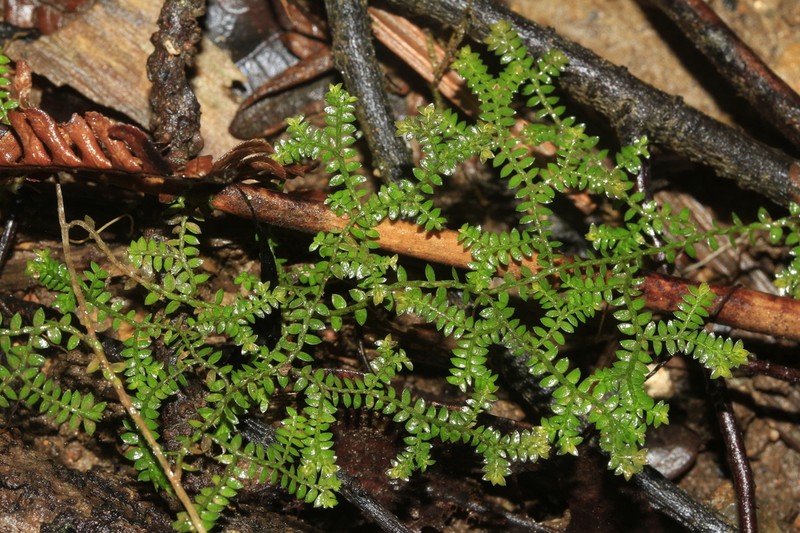 Selaginella vieillardii photo 3