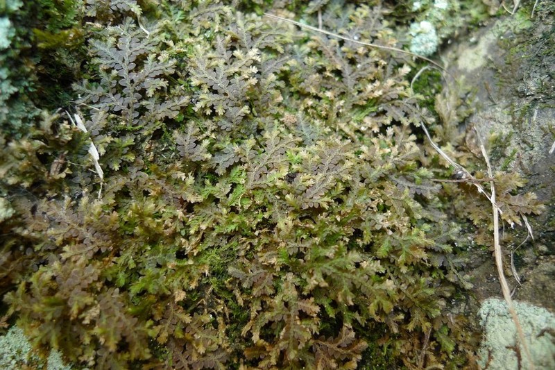 Selaginella vieillardii photo 4