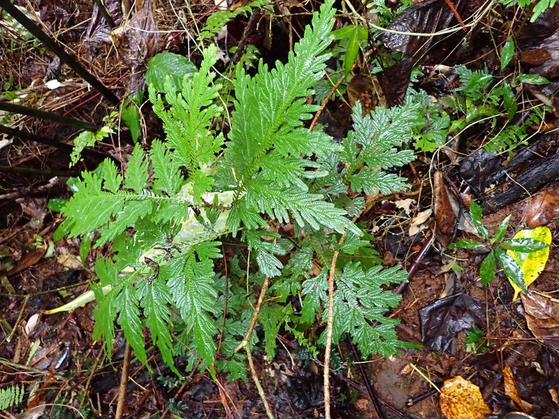 Selaginella viridangula photo 2