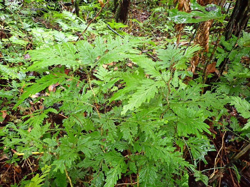 Selaginella viridangula photo 3