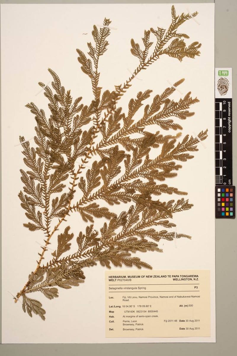 Selaginella viridangula photo 6