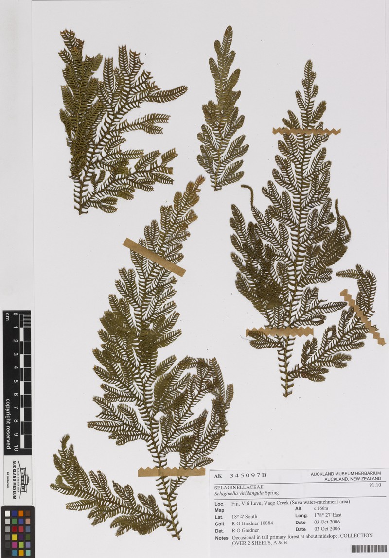 Selaginella viridangula