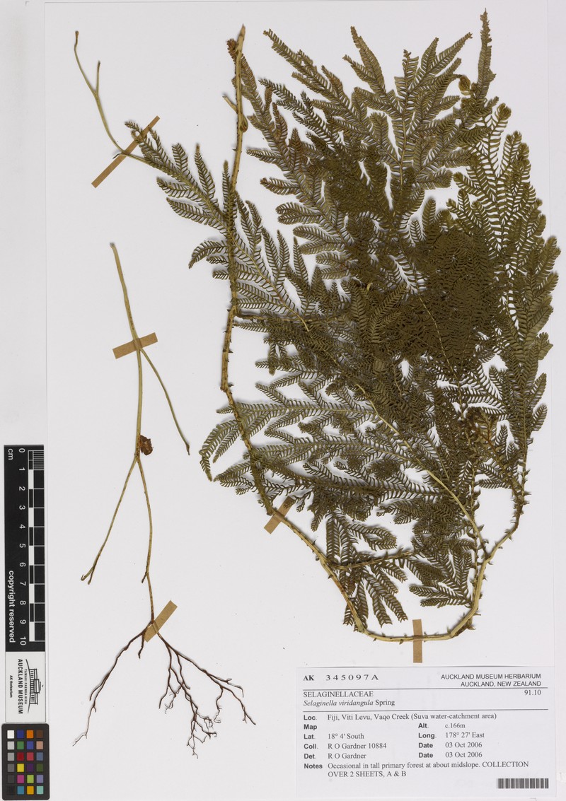 Selaginella viridangula photo 7