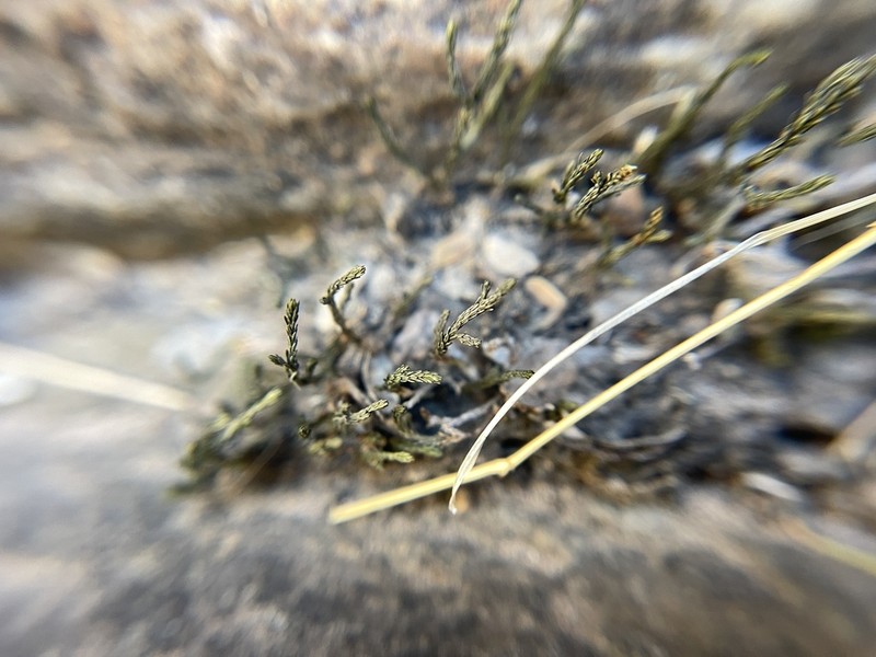 Green Spikemoss photo 2