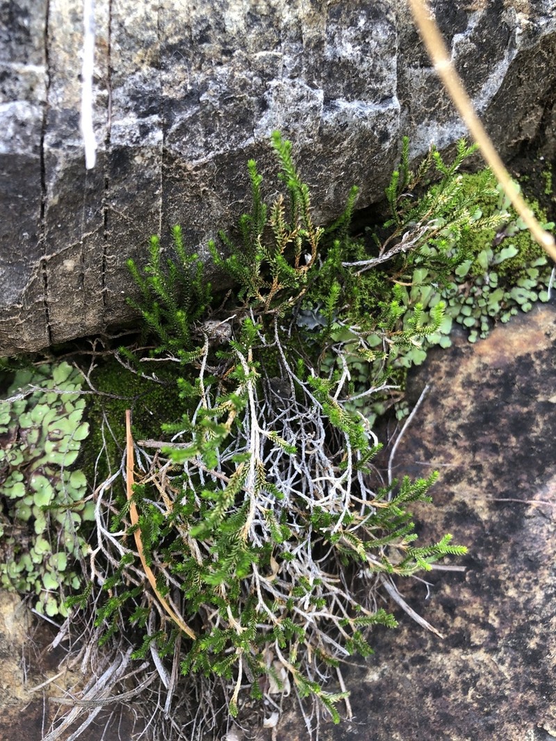 Green Spikemoss photo 3