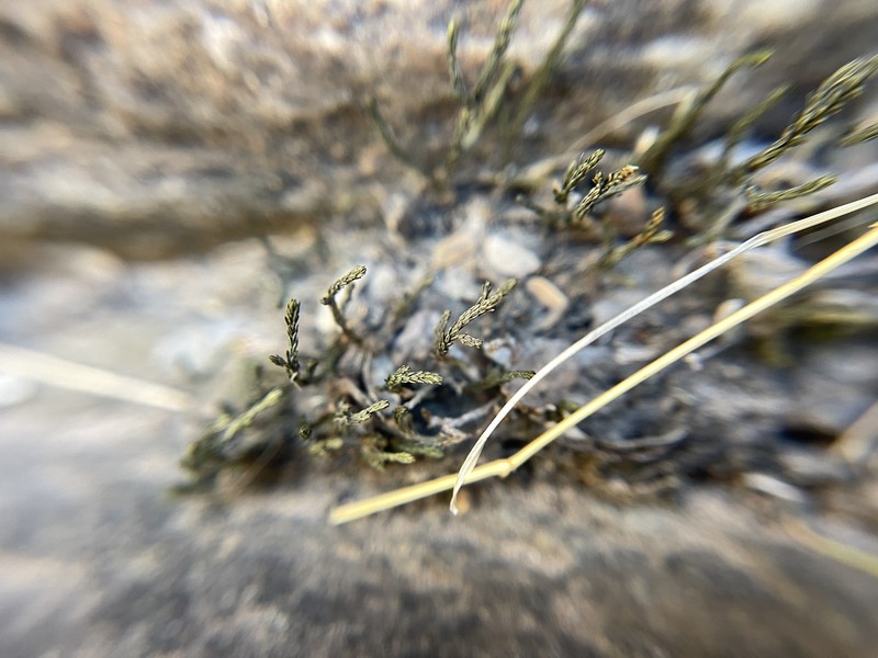 Green Spikemoss photo 6