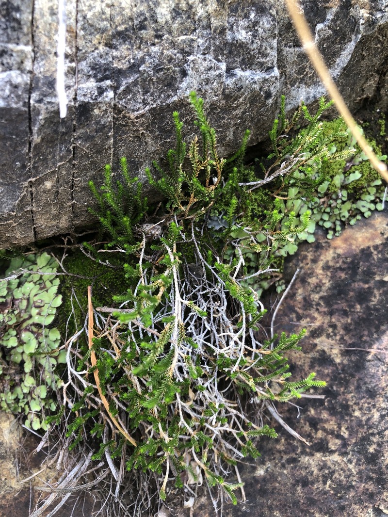 Green Spikemoss photo 7