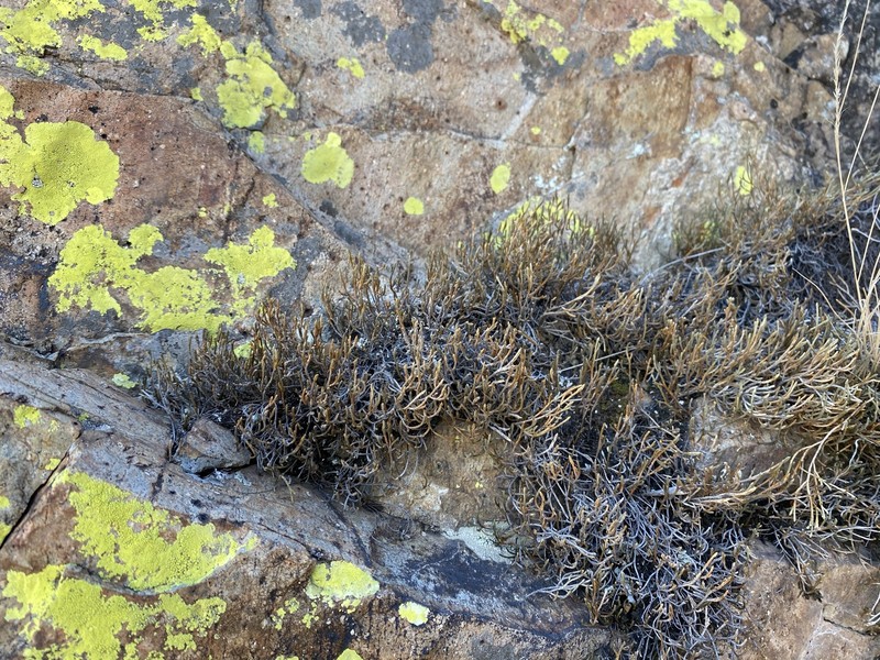 Green Spikemoss photo 8