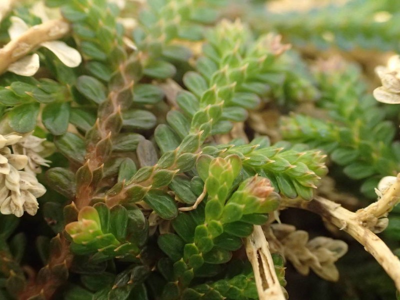Selaginella viridula