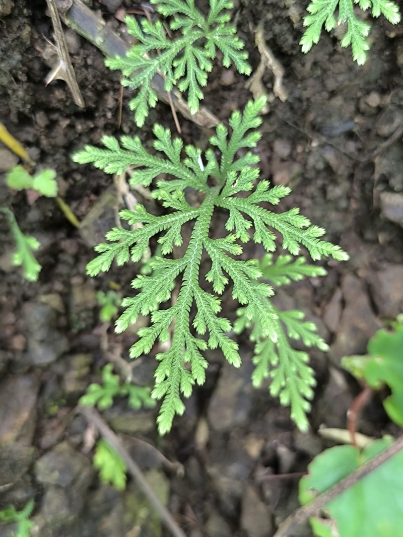 Selaginella viticulosa photo 2