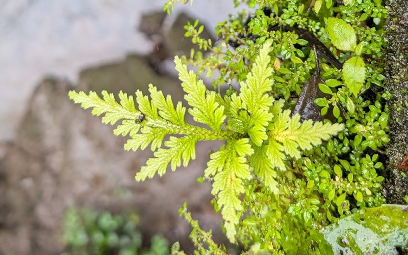 Selaginella viticulosa photo 3