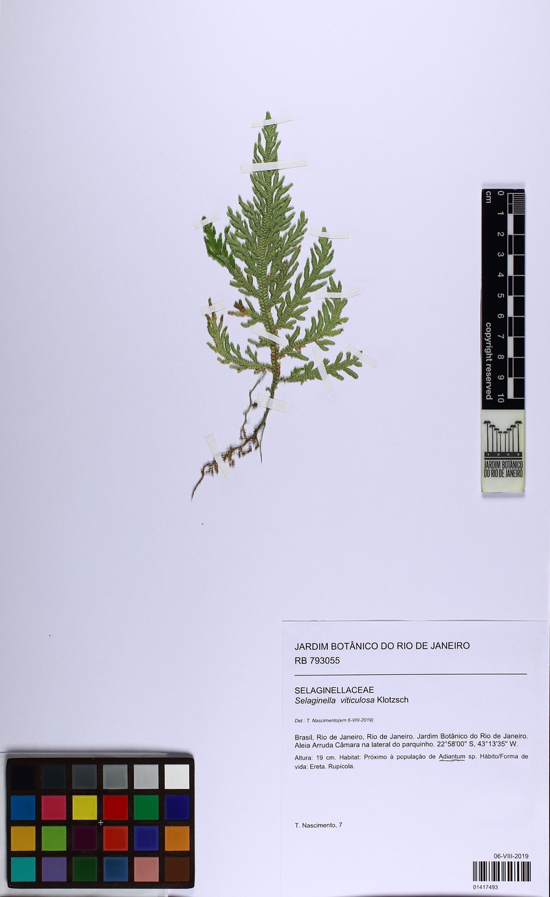 Selaginella viticulosa photo 4
