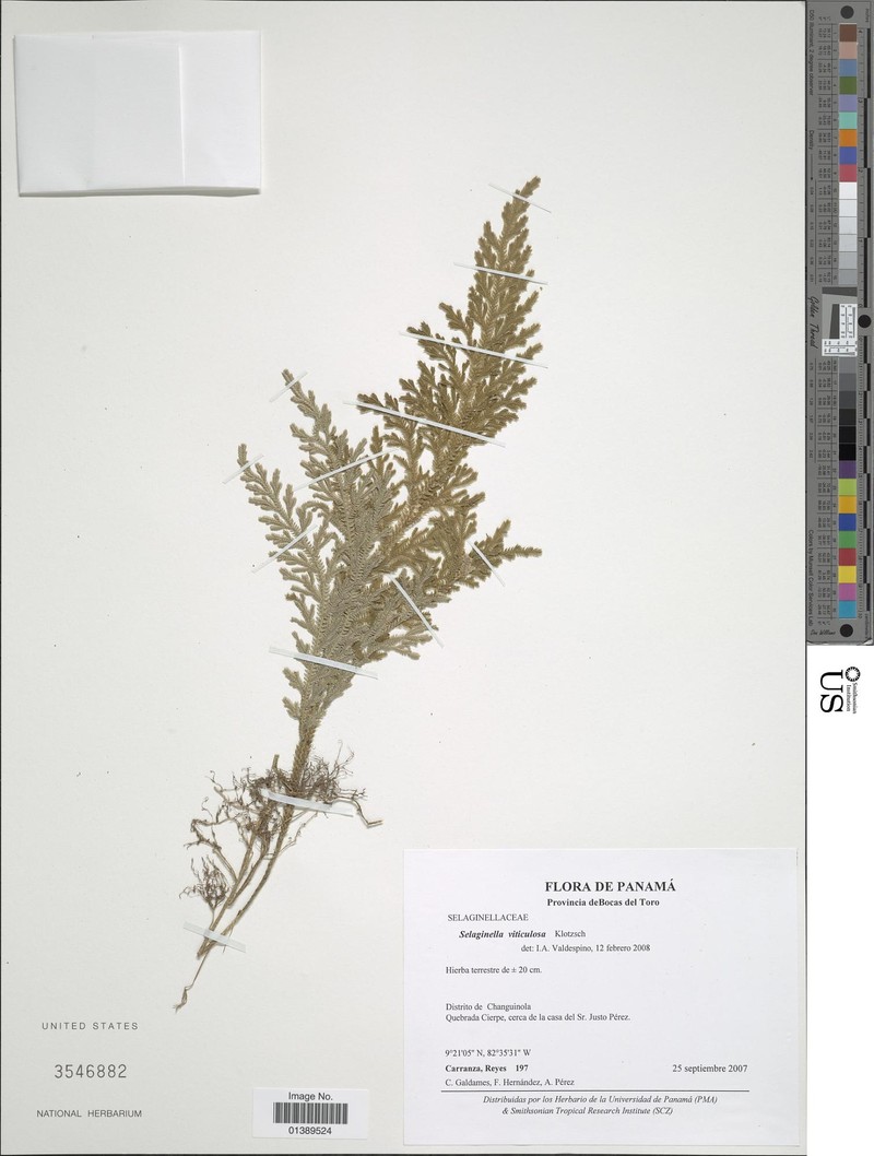 Selaginella viticulosa photo 5