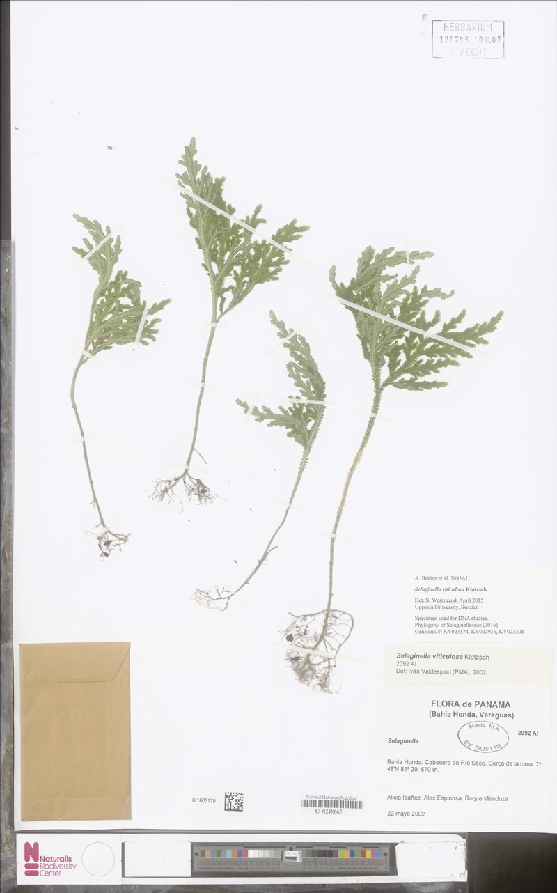 Selaginella viticulosa photo 6