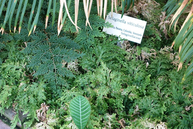 Selaginella viticulosa