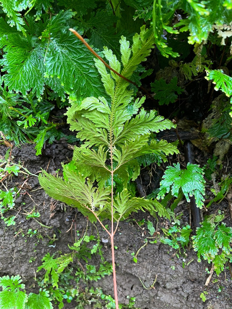 Selaginella vogelii