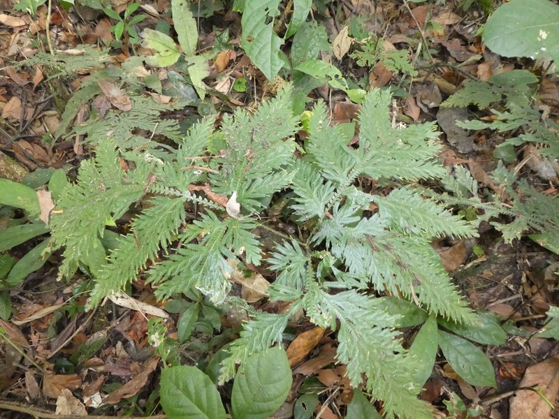 Selaginella vogelii photo 2