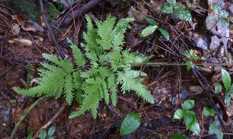 Selaginella vogelii photo 3