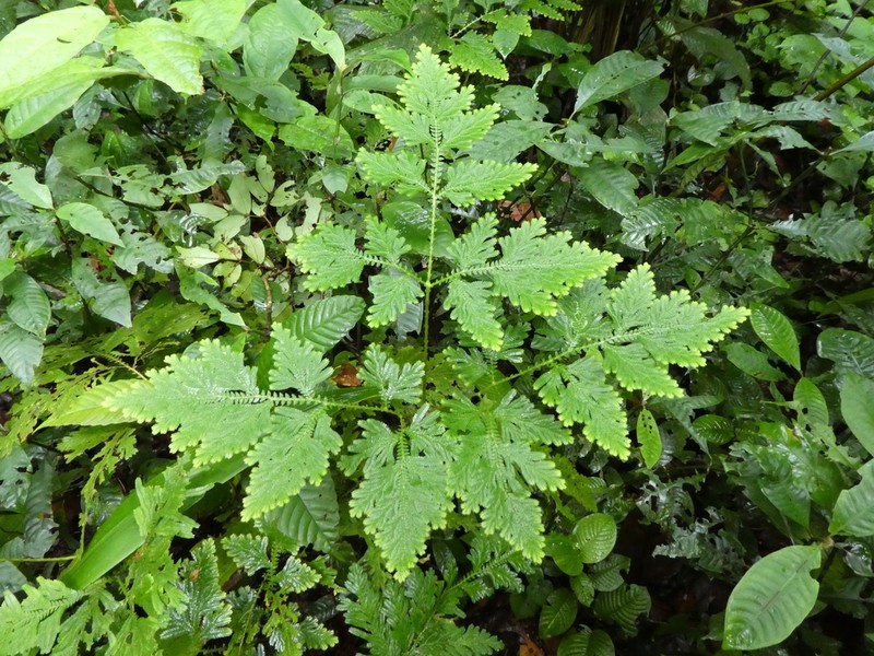 Selaginella vogelii photo 4