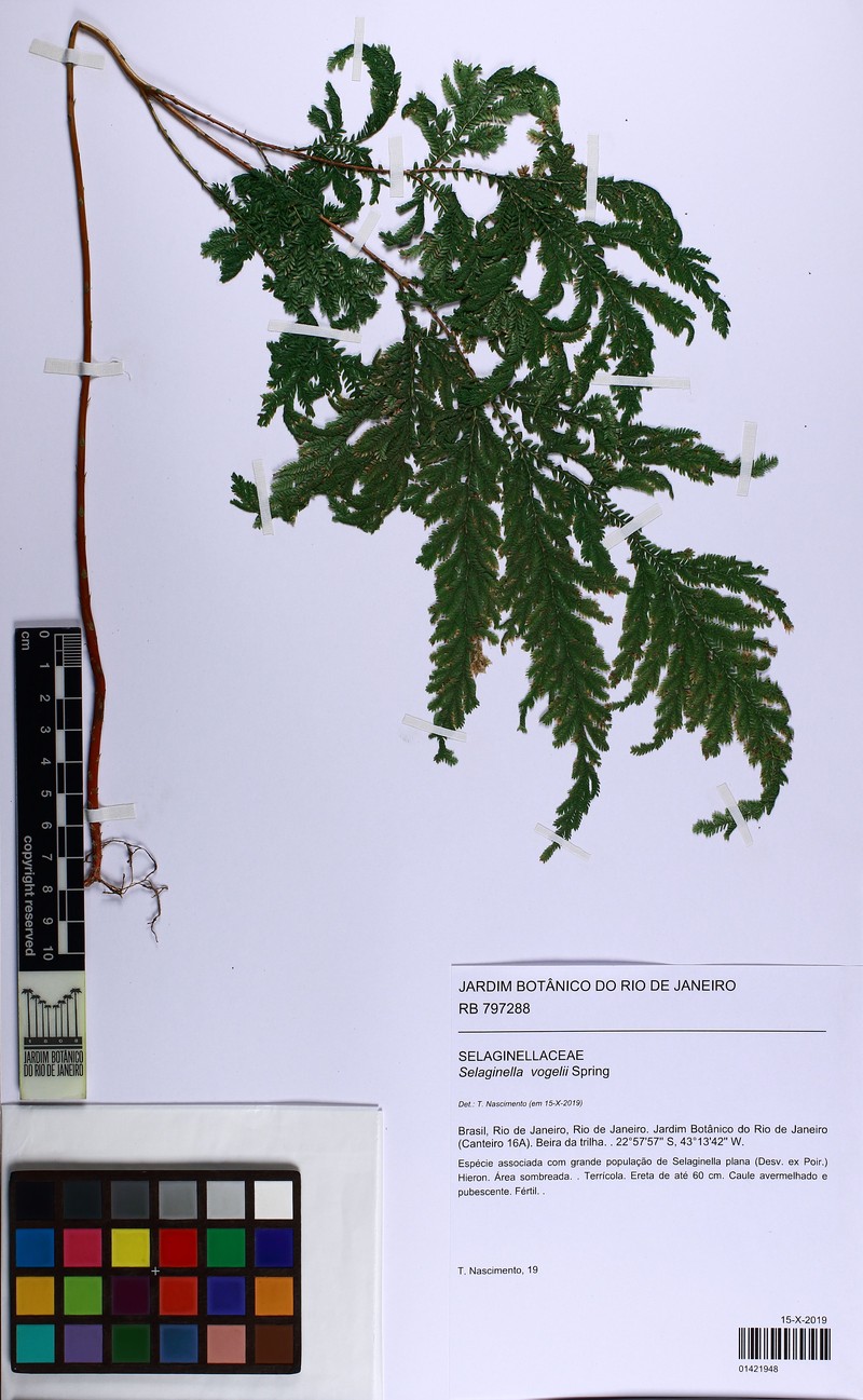 Selaginella vogelii photo 5