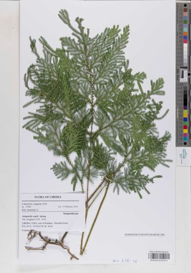 Selaginella vogelii photo 6