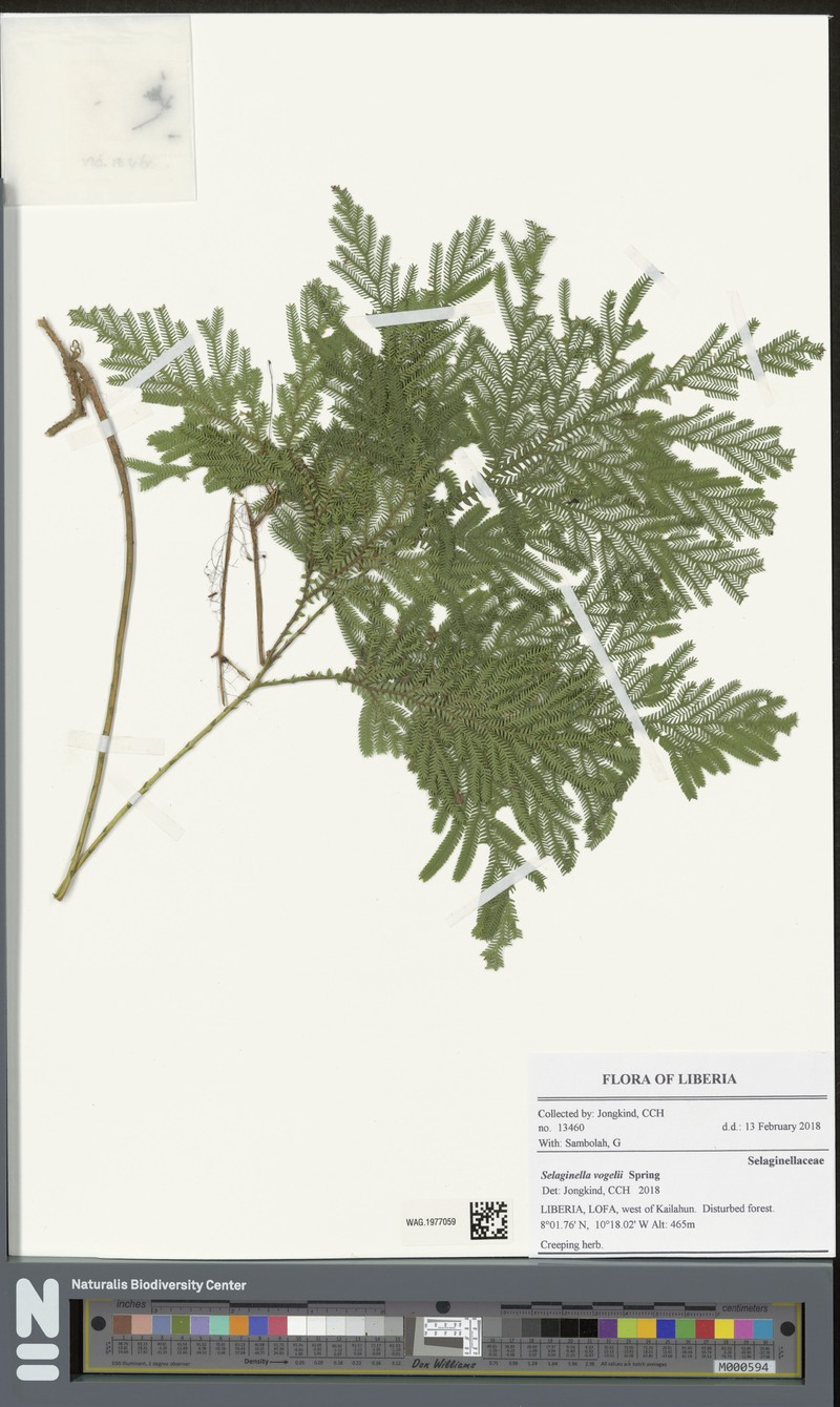 Selaginella vogelii photo 7