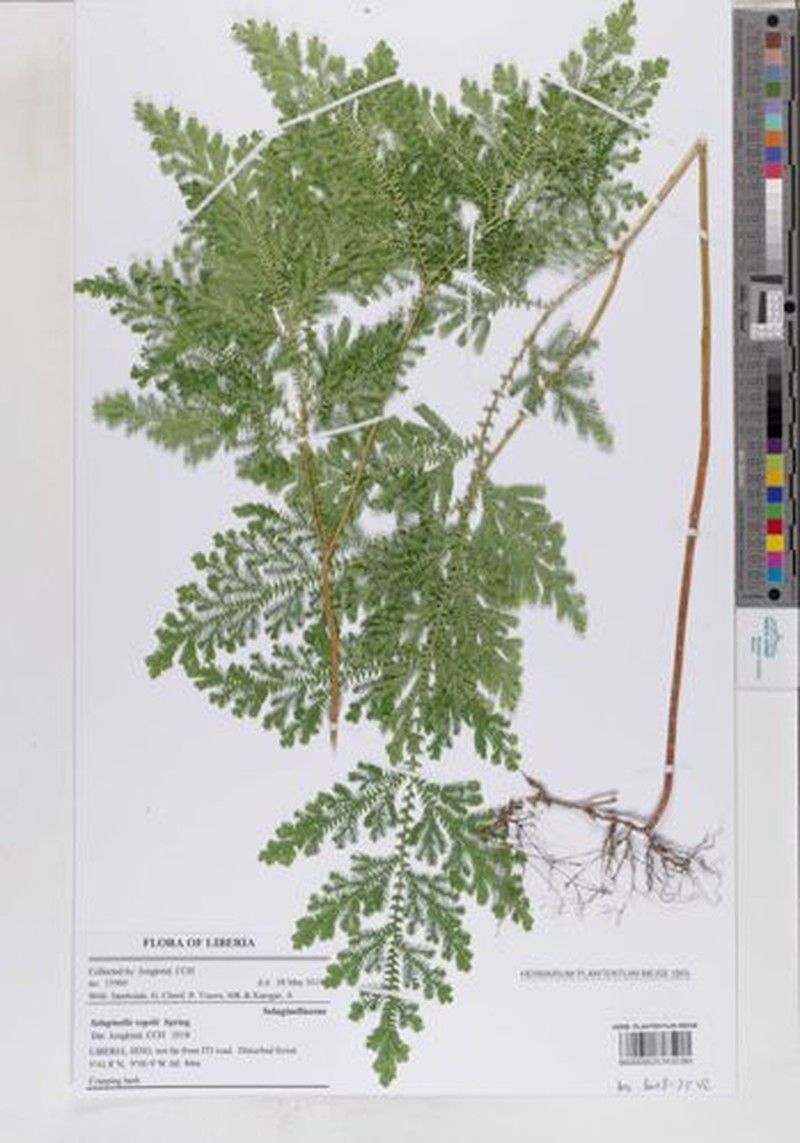 Selaginella vogelii photo 8