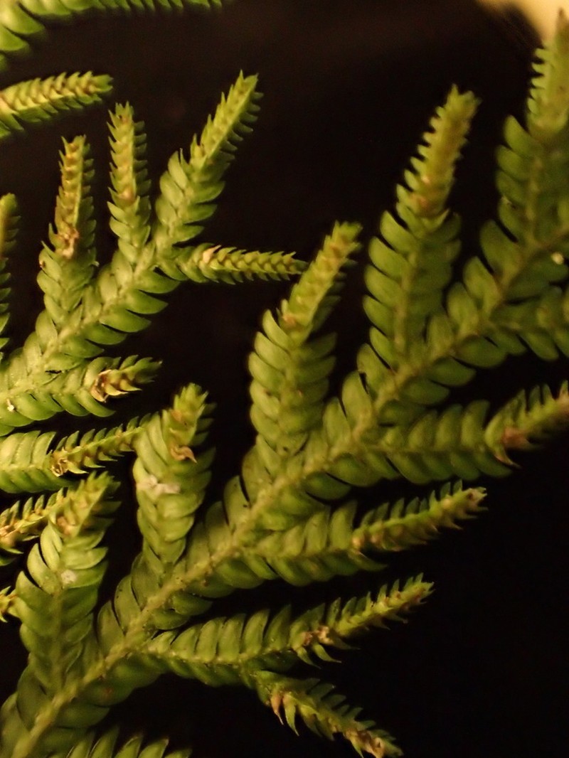 Selaginella volkensii