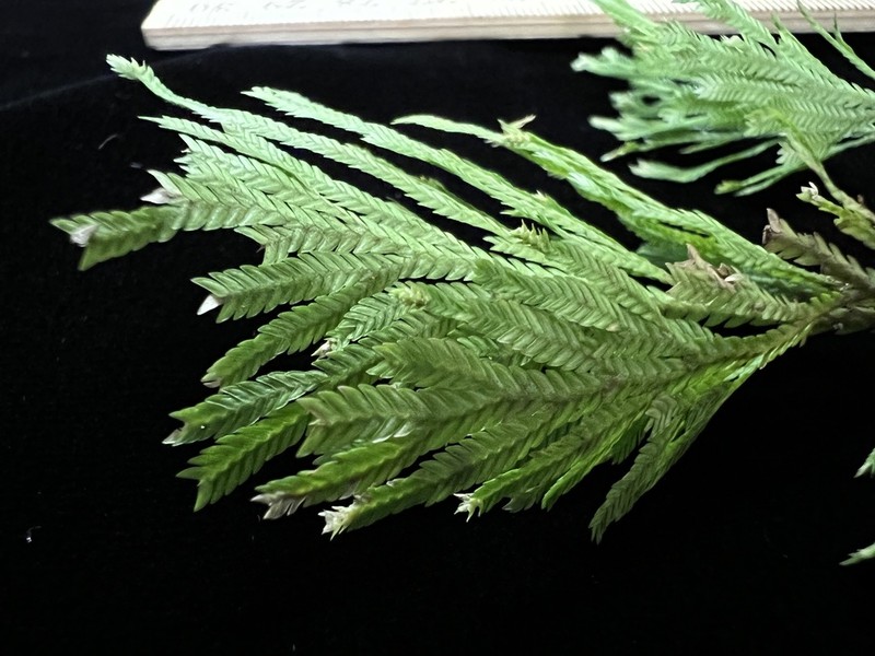 Selaginella volkensii photo 2