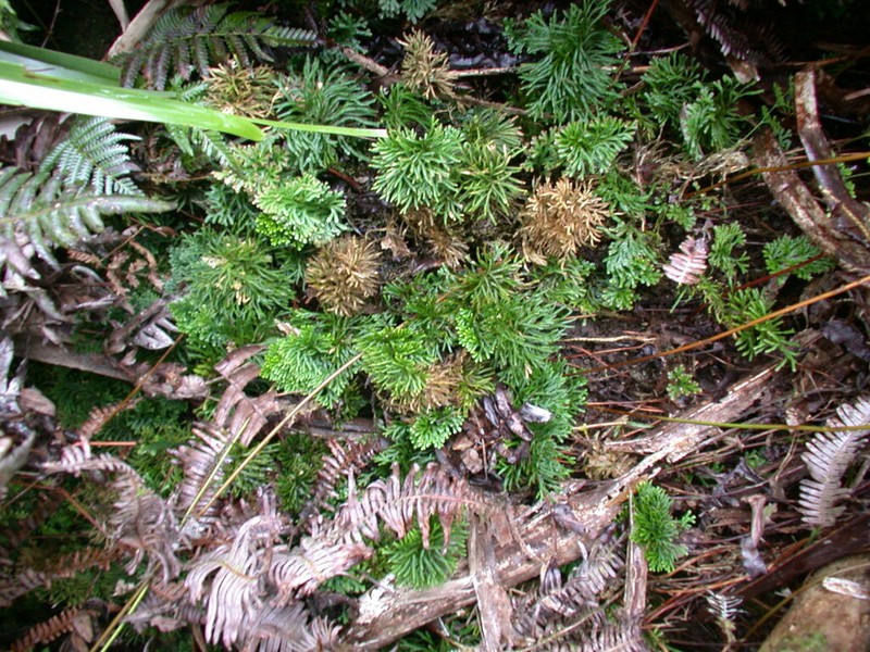 Selaginella volkensii photo 3