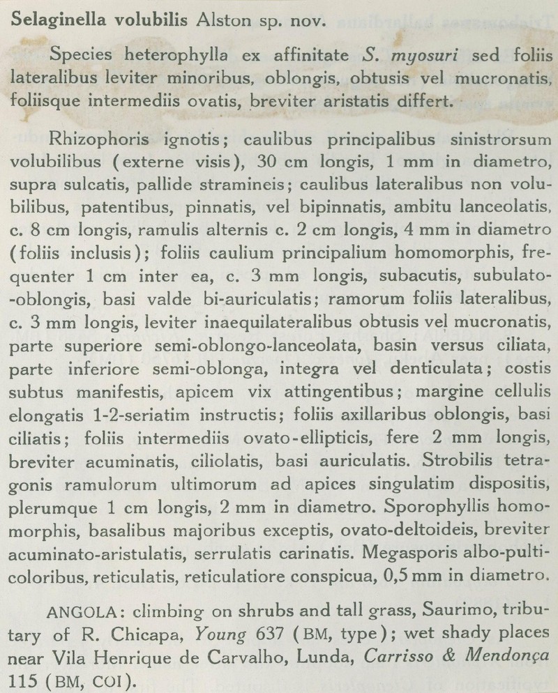 Selaginella volubilis photo 2