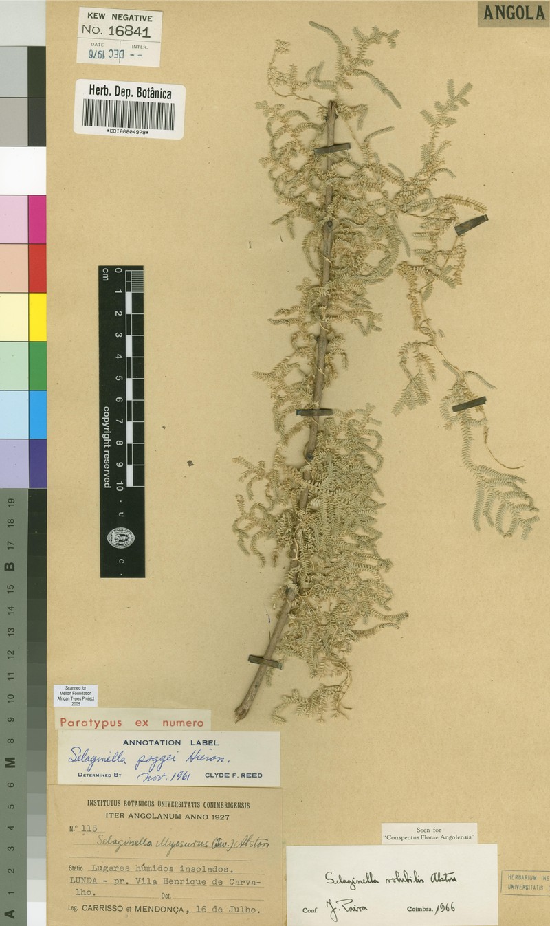 Selaginella volubilis