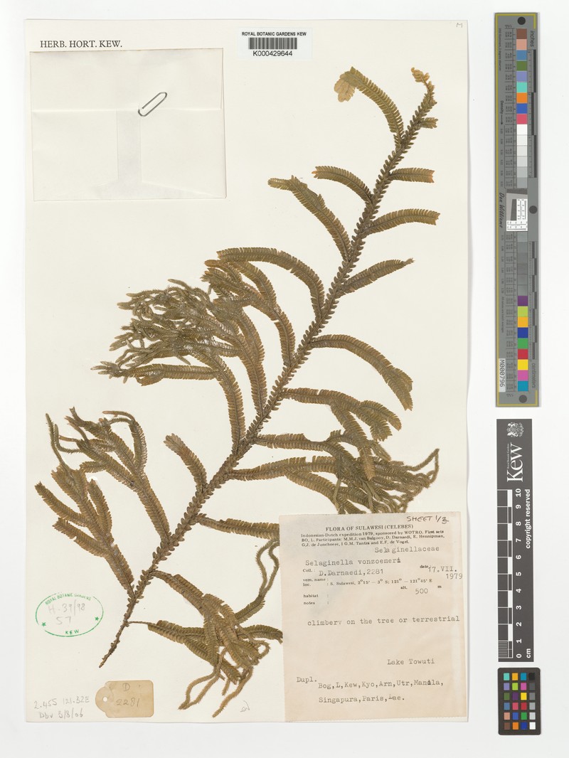 Selaginella vonroemeri