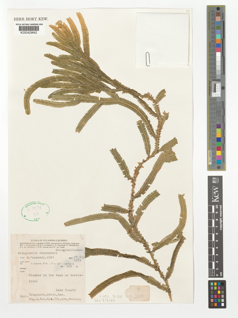 Selaginella vonroemeri photo 2