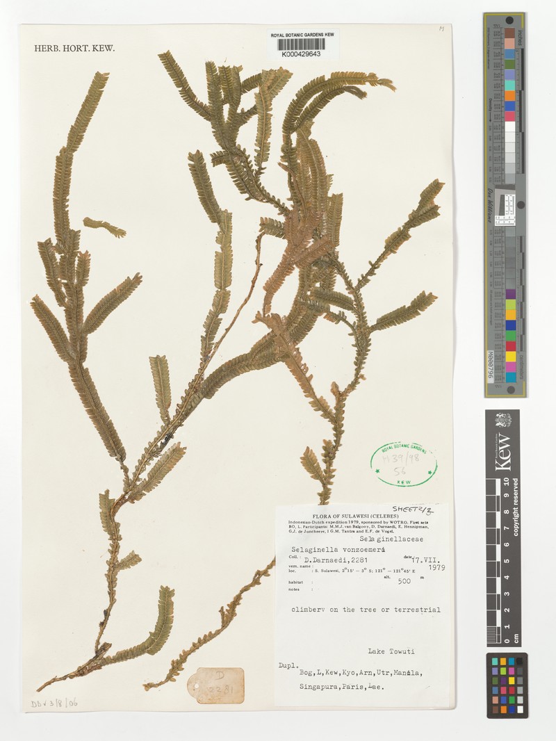 Selaginella vonroemeri photo 3