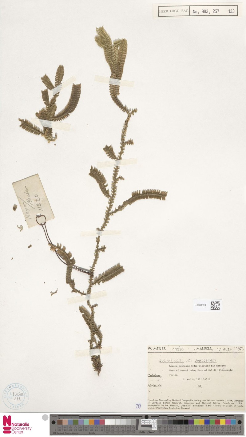 Selaginella vonroemeri photo 4
