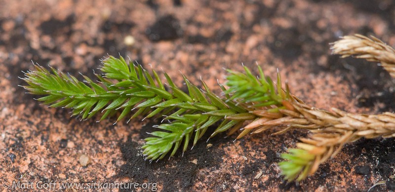 Wallace's Spikemoss photo 2