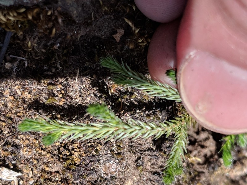 Wallace's Spikemoss photo 3